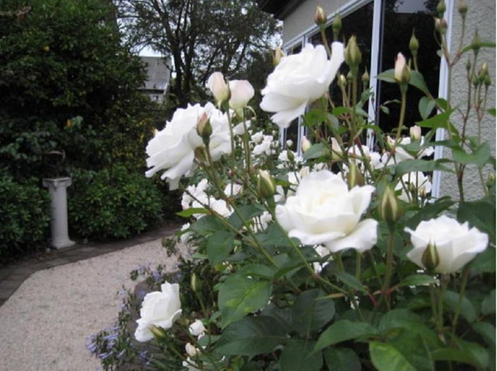 Finlay Banks Boutique Bed & Breakfast Christchurch Exteriér fotografie